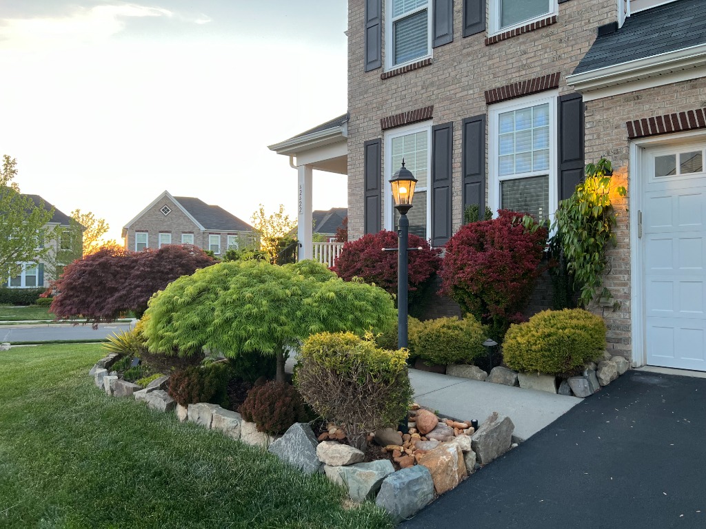 Front yard landscaping with Japanese maples, stone borders, and decorative lamp post at sunset