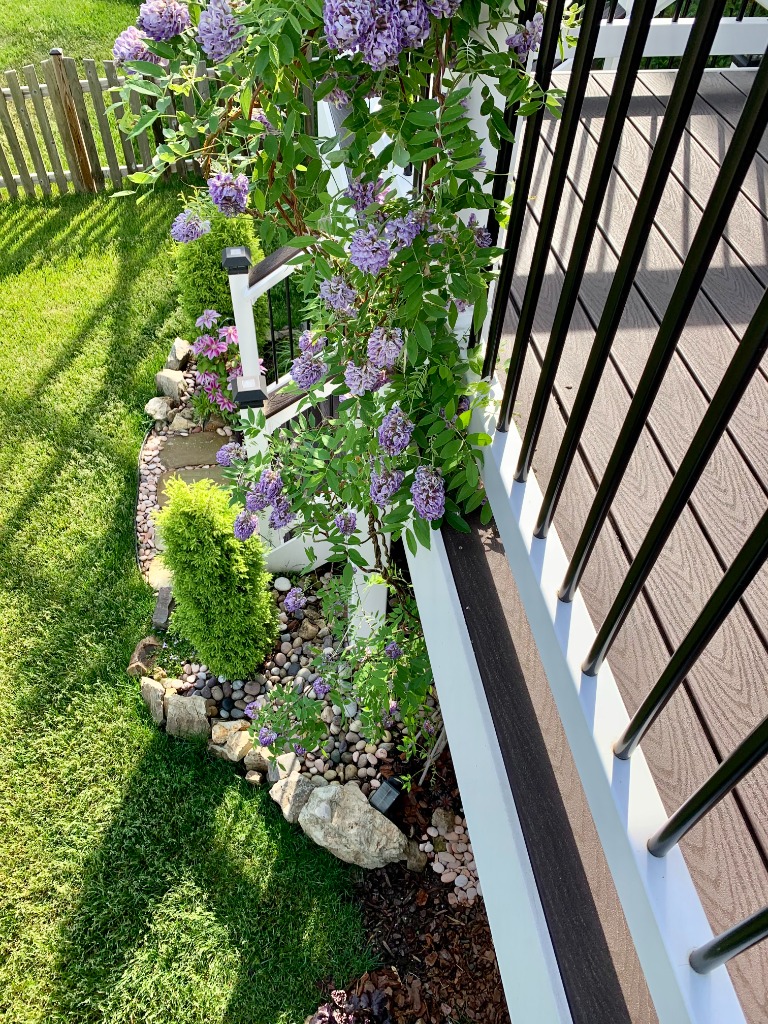 Wisteria vine in bloom on deck railing with stone pathway and garden beds
