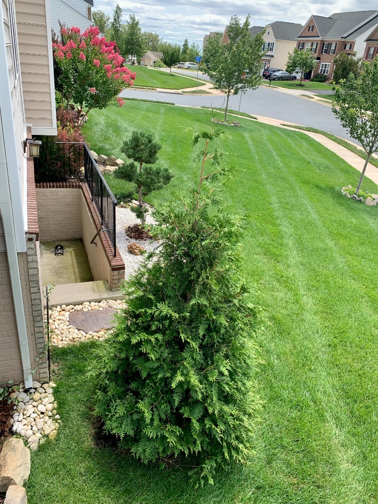 Side yard with evergreen trees, bonsai pine, and striped lawn mowing pattern